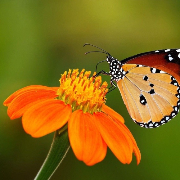 Meet your Posher, Edith - Picture 1 of 1